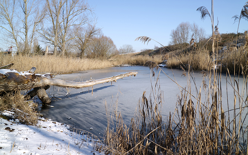 Teich in Eiche